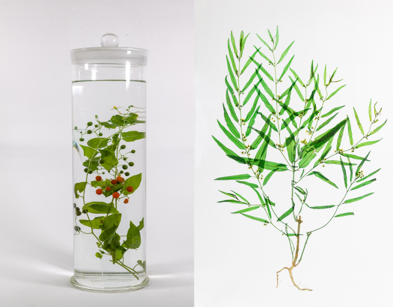 裸子植物、被子植物原色标本制作