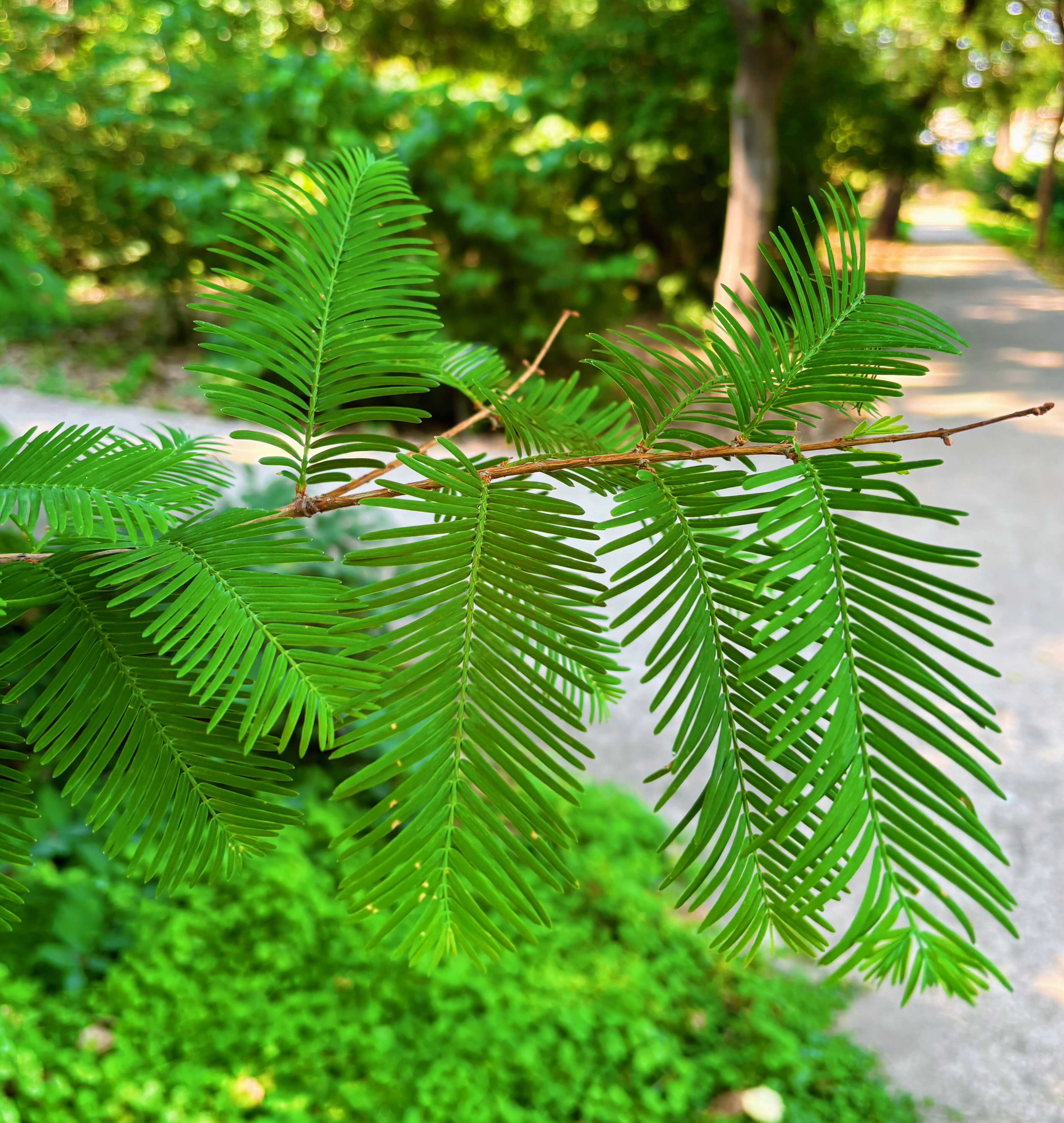 华南植物园水杉图片